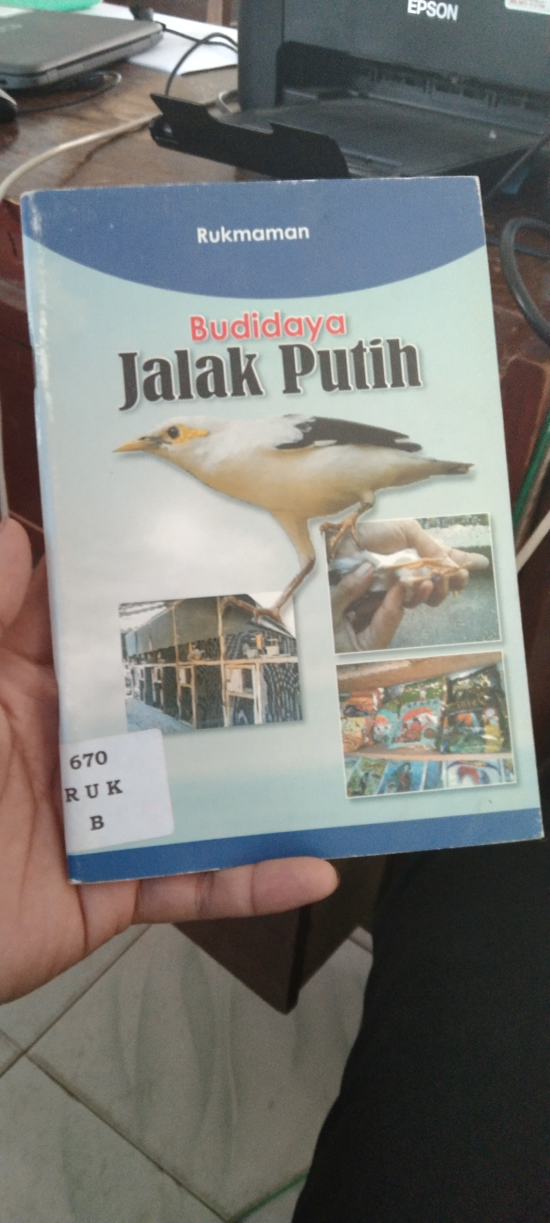Budidaya Jalak Putih 